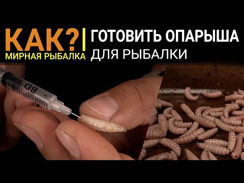 Видео: КАК ГОТОВИТЬ ОПАРЫША? Самые уловистые способы приготовления: топим, шпарим, режем, надуваем