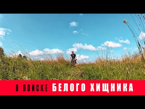 Видео: В поиске белого хищника!