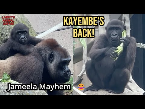 Видео: Обновление по травме Кейембы и неразбериха с детенышем гориллы Жамилой🦍😂