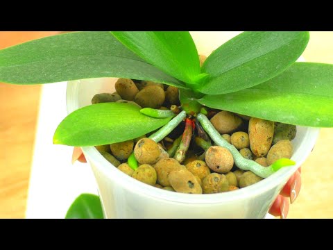 Видео: №12. Ответы на вопросы ИЗ ЖИЗНИ ОРХИДЕЙ 💐 "Вопрос в КОПИЛКУ Знаний" от ПОДПИСЧИКОВ 😊 12.08.2021г.