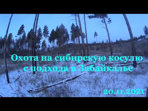 Видео: Забайкальская охота на сибирскую косулю. Промах.