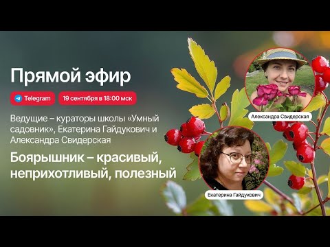 Видео: Боярышник – красивый, неприхотливый, полезный  | Запись прямого эфира «Умный садовник»