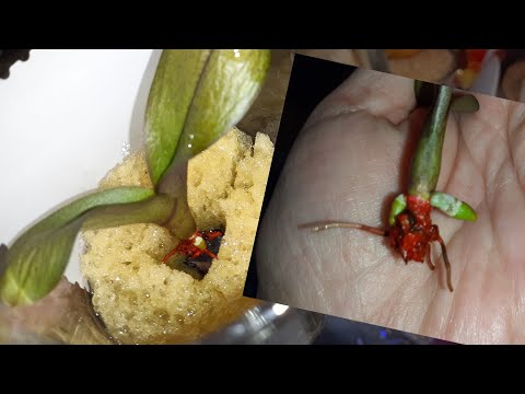 Видео: ГУБКА 🔥Реанимация Без надёжных Орхидей с помощью Поролона⚡👍🔥 с гнилой шейкой