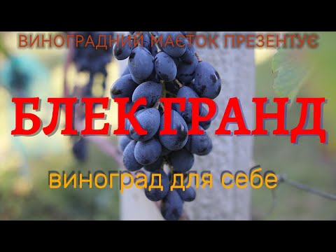 Видео: Блек Гранд