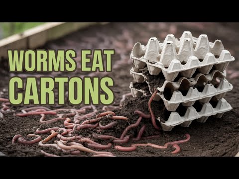 Видео: Как утилизировать яичные контейнеры с пользой?