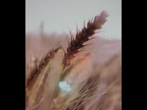 Видео: 2025.11 сар. АЖИЛ АЛБА, ХАЙР ДУРЛАЛ, ЭРҮҮЛ МЭНД -д үзүүлэх нөлөө.