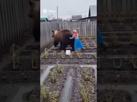 Видео: Медведь с ведром на попе! 🤣 Бабушка победила в битве за помидоры!