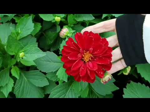 Видео: ЛЕРУА МЕРЛЕН удивляет  !   УЦЕНКА  клематисов , лилий , хост , георгин и др.луковичных !