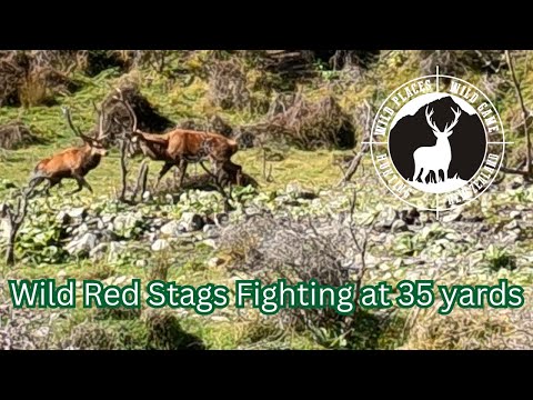 Видео: Дикие красные олени дерутся на дистанции 35 ярдов в Новой Зеландии — Видеоблог 4