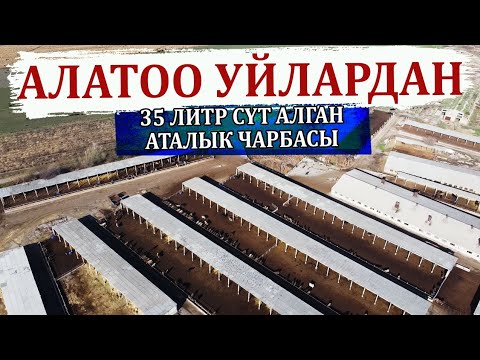 Видео: Арзан тоюттардын жардамы менен күнүнө 35 литр сүт мүмкүнбү?