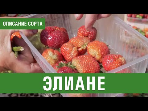Видео: Клубника. Описание сорта Элиане. Айтжанова Светлана Дмитриевна о сортах земляники.