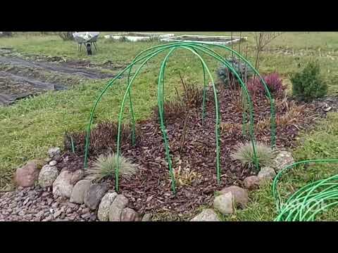 Видео: Сажаю чеснок. Поздно? 🤔