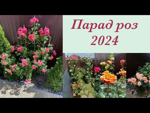 Видео: Приглашаю вас на цветение роз🌹2024.