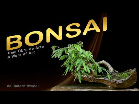 Видео: От обычного к невероятному: Эволюция вашего бонсая · Bonsai SP
