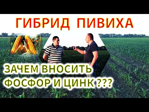 Видео: Вносим цинк и фосфор на ПИВИХУ | УДОБРЕНИЕ ДЛЯ УРОЖАЯ КУКУРУЗЫ