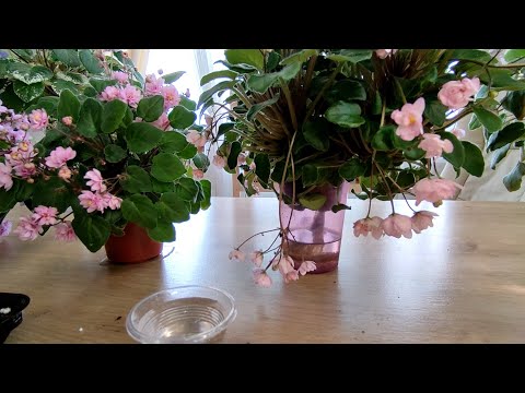 Видео: Фиалки трейлеры. Как растут. Часть 1