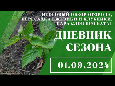 Видео: Итоговый обзор огорода, пересадка ежевики и клубники, пара слов про батат // 01.09.2024