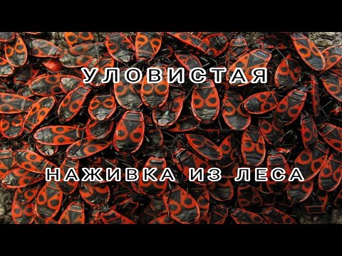 Видео: И почему я раньше на это не ловил ?! Забыл наживку дома и набрал в лесу жуков.Фидер на водохранилище