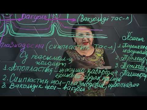 Видео: Заттар тасымалдануының симпласттық апопласттық вакуолярлық жолдары. 11 сынып.