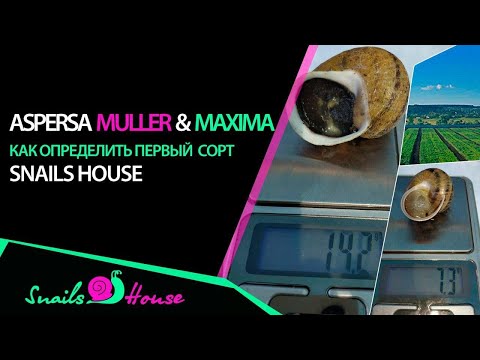 Видео: Урожай улиток muller & maxima размеры для экспорта | Snails House Farm