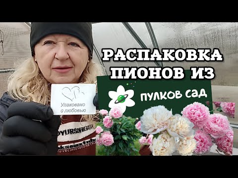 Видео: РАСПАКОВКА РЕДКИХ ПИОНОВ! Посылка из Пулков Сад для моей модной дачи 🌸