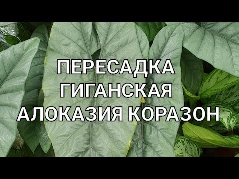 Видео: Алоказия Гетерофилла Коразон (Alocasia Heterophylla Corazon)