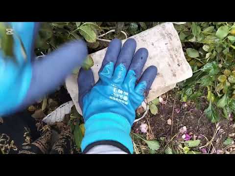 Видео: Роза гүлін қысқа қалай жабамын .1 бөлім