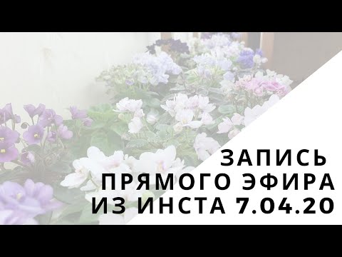 Видео: Запись прямого эфира из инста от 07.04.20. Мой стеллаж с фиалками и орхидеями