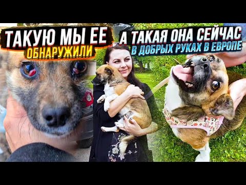 Видео: Она сбежала от извергов с удушающей повязкой на шее.  Как встретили ее новые хозяева в Германии😍