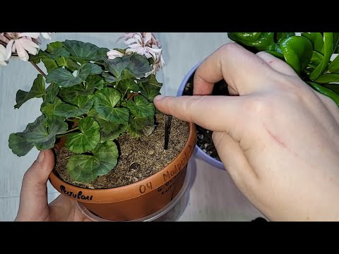 Видео: ЖАЛЕЮ, что раньше не знала об этих советах для цветоводов, давно бы облегчила себе жизнь, 10 советов