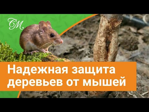 Видео: Как защитить ствол дерева от грызунов? #СадовыйЭксперт