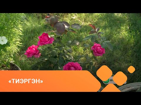 Видео: «Тиэргэн» биэриигэ: Тулагыга Готовцевтарга ыалдьыттаатыбыт (02.09.21)