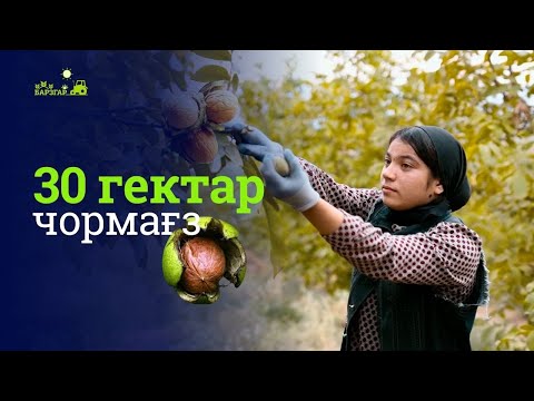 Видео: Бузургтарин боғи чормағз: даромад аз кӯҳу пушта