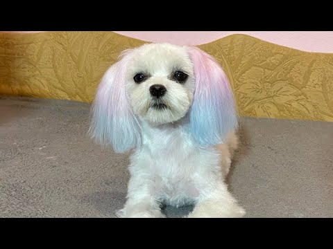 Видео: Перевоплощение Симы) отменный вокал Лукаса😂