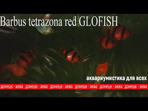 Видео: красный суматранский барбус глофиш, Barbus tetrazona red GLOFISH, аквариумные рыбки