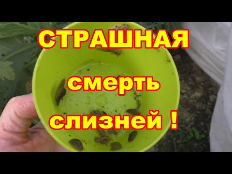 Видео: Эффективное средство от слизней,полезное для растений