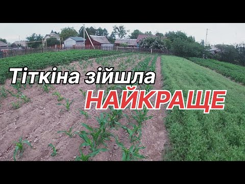 Видео: Обзор сходів кукурудзи через ЧЕРЕЗ місяць після ПОСАДКИ