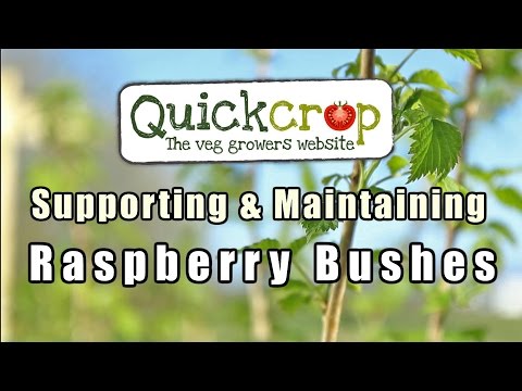 Видео: Поддержка и уход за кустами малины
