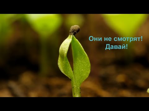 Видео: Рост Растений | Ускоренная съемка | Растения, Мы Не Смотрим