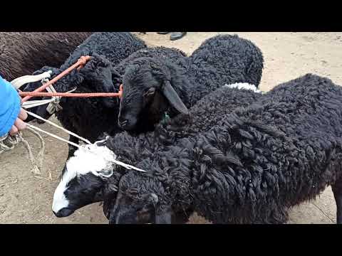 Видео: Араван мал базарына мал аз кирди//07.03.2021