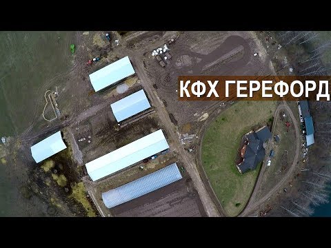 Видео: Разведение мясного и молочного скота на семейной ферме КФХ Герефорд. Рассказ о хозяйстве