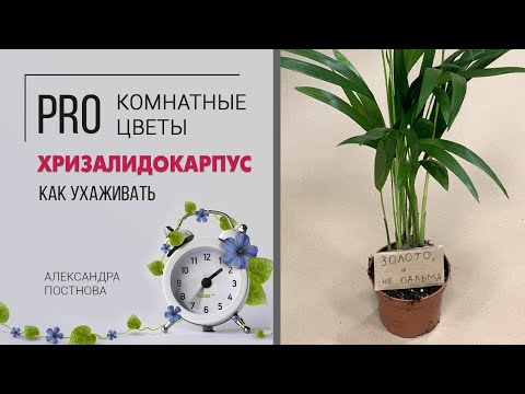 Видео: Пальма комнатная | Золотой цветок Хризалидокарпус | Домашняя пальма