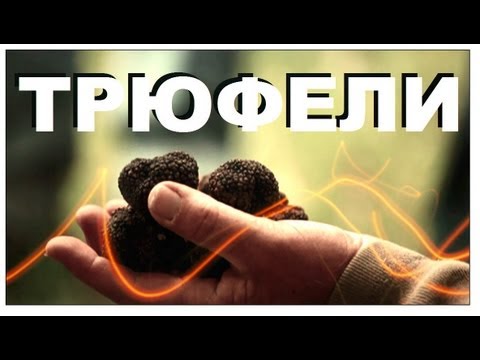 Видео: Галилео. Трюфели