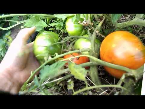 Видео: томаты в открытом грунте