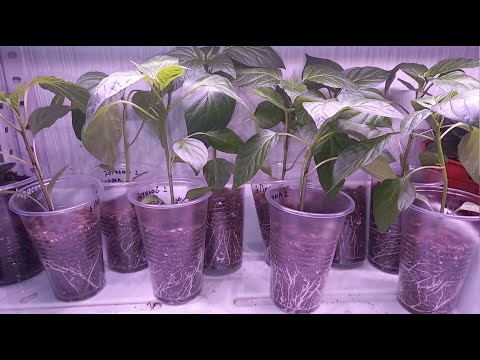 Видео: ЖАЛЕЮ, что РАНЬШЕ ТАК НЕ СЕЯЛА СЕМЕНА, проверенный способ ГОДАМИ!!!