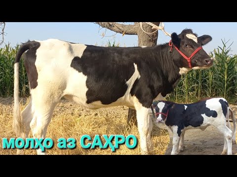 Видео: молбозор худжанд Букача ва гуночинхои зотии шири бо нархи Арзон ба фуруш баромад имруз