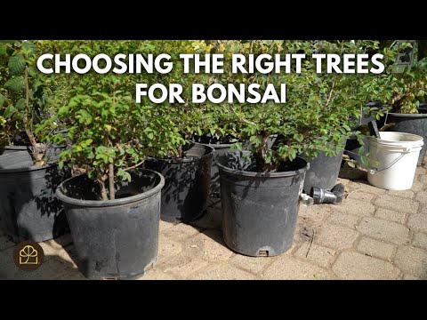 Видео: Серия «Бонсай для начинающих» — Глава 10: Как превратить деревья в бонсай