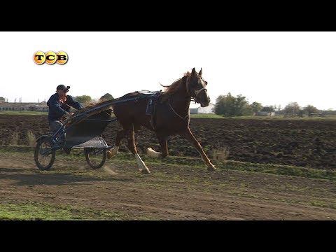 Видео: Орловские рысаки. Гонки на качалках