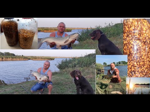Видео: Лучшая прикормка для Белого Амура, Сазана, Карпа...