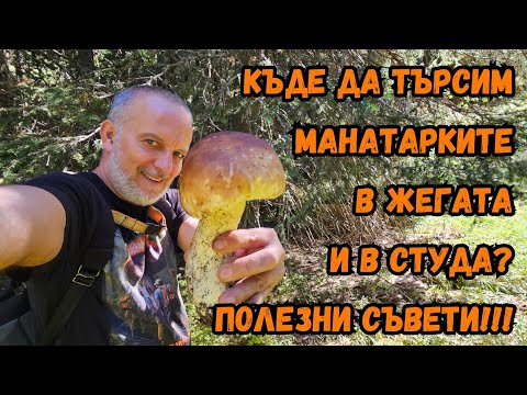 Видео: Ако знаете, къде се крият #манатарки ТЕ... не гледайте това #видео!